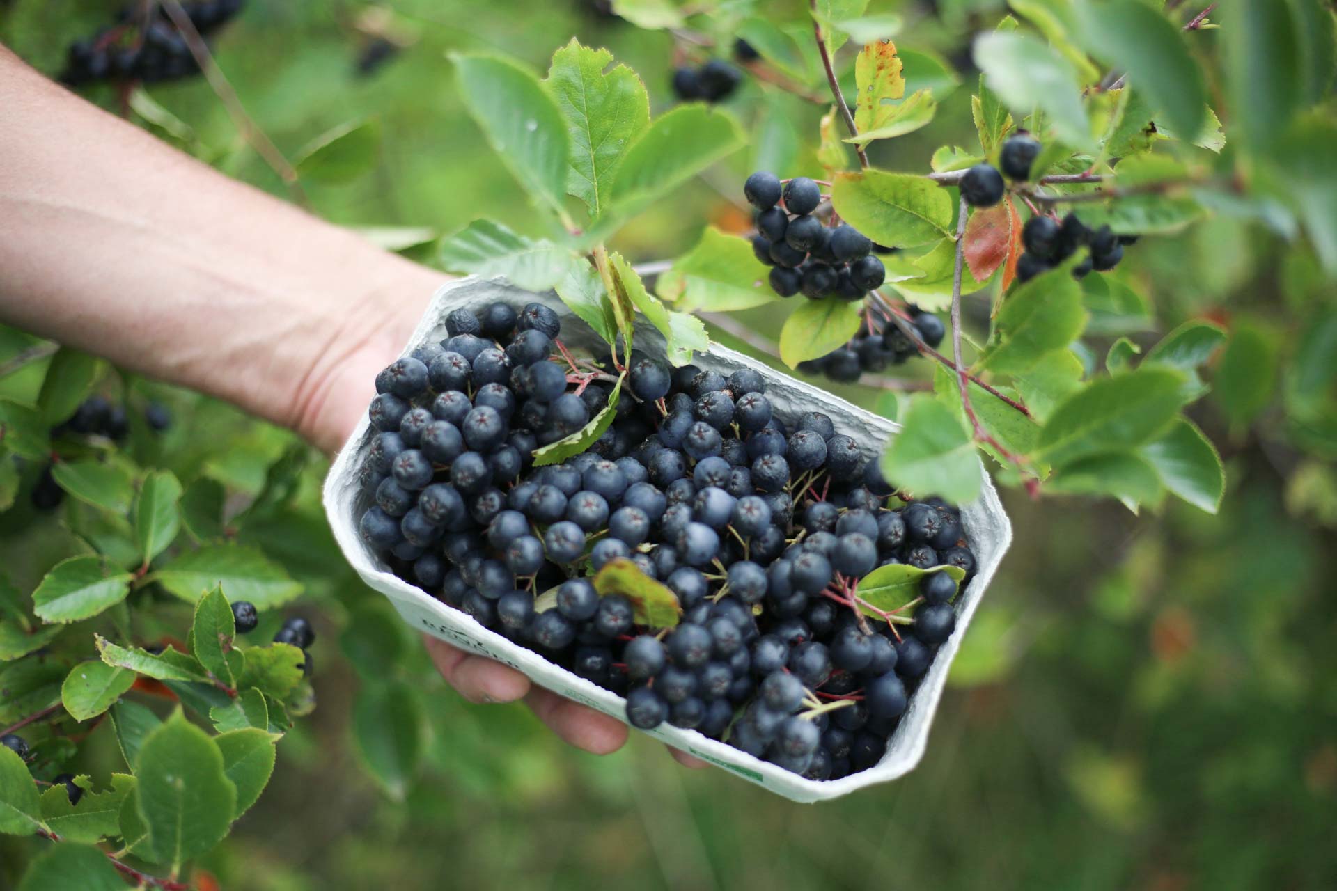 Aronia NERO Vorratspack – Bild 2