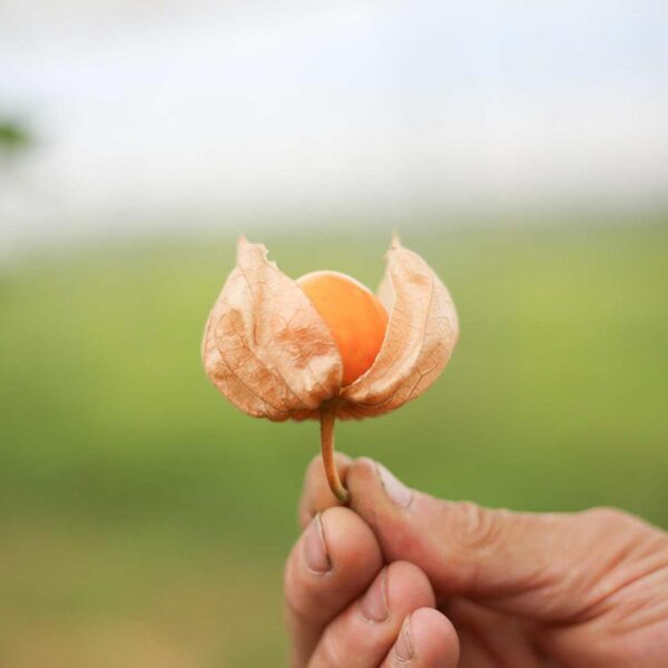 Frische Bio-Physalis 1kg