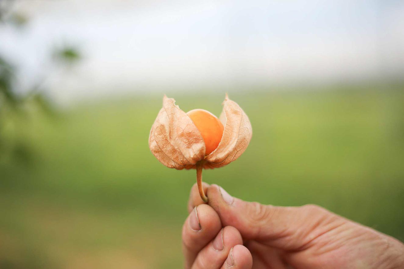 Frische Bio-Physalis 1kg