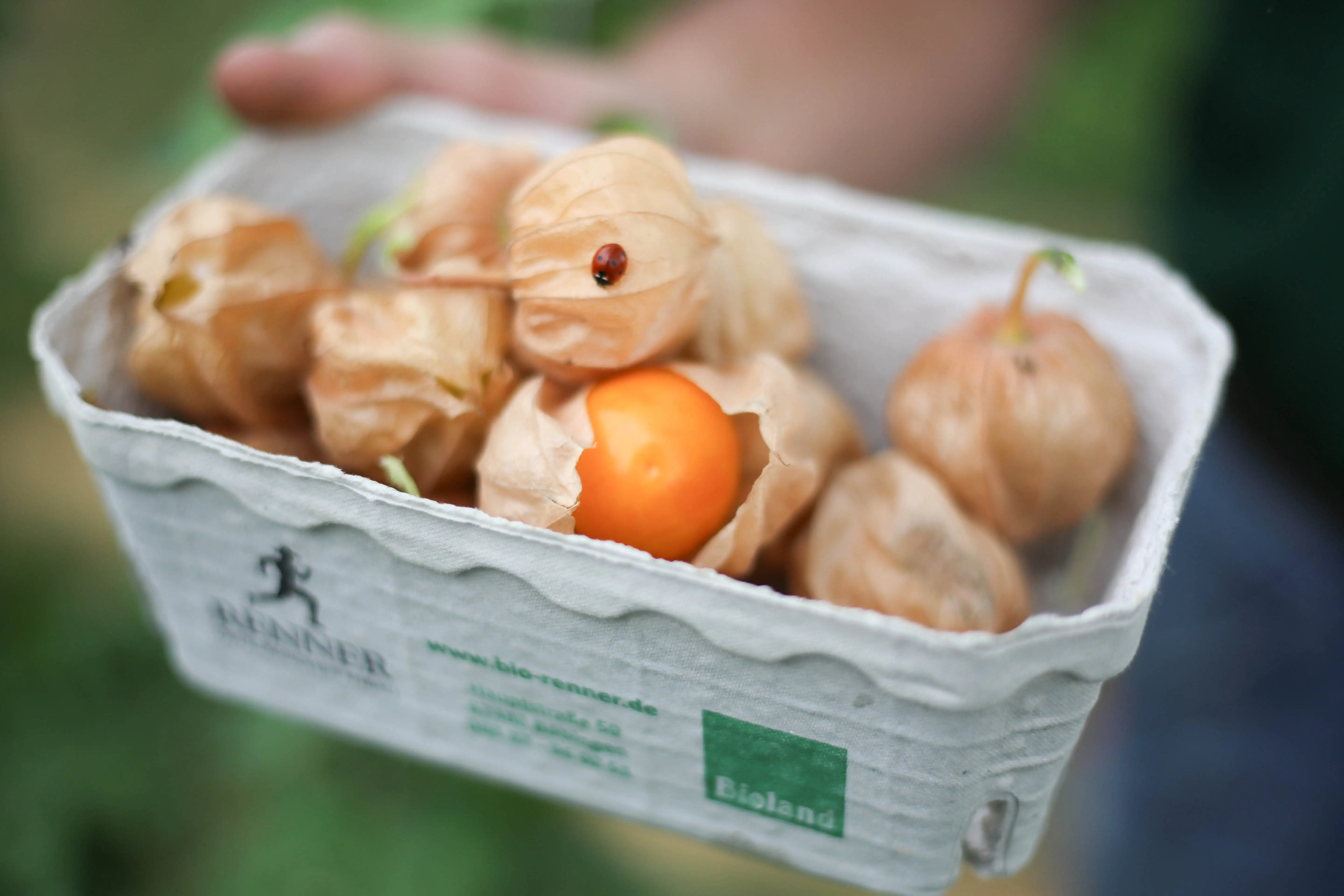Frische Bio-Physalis 1kg – Bild 2