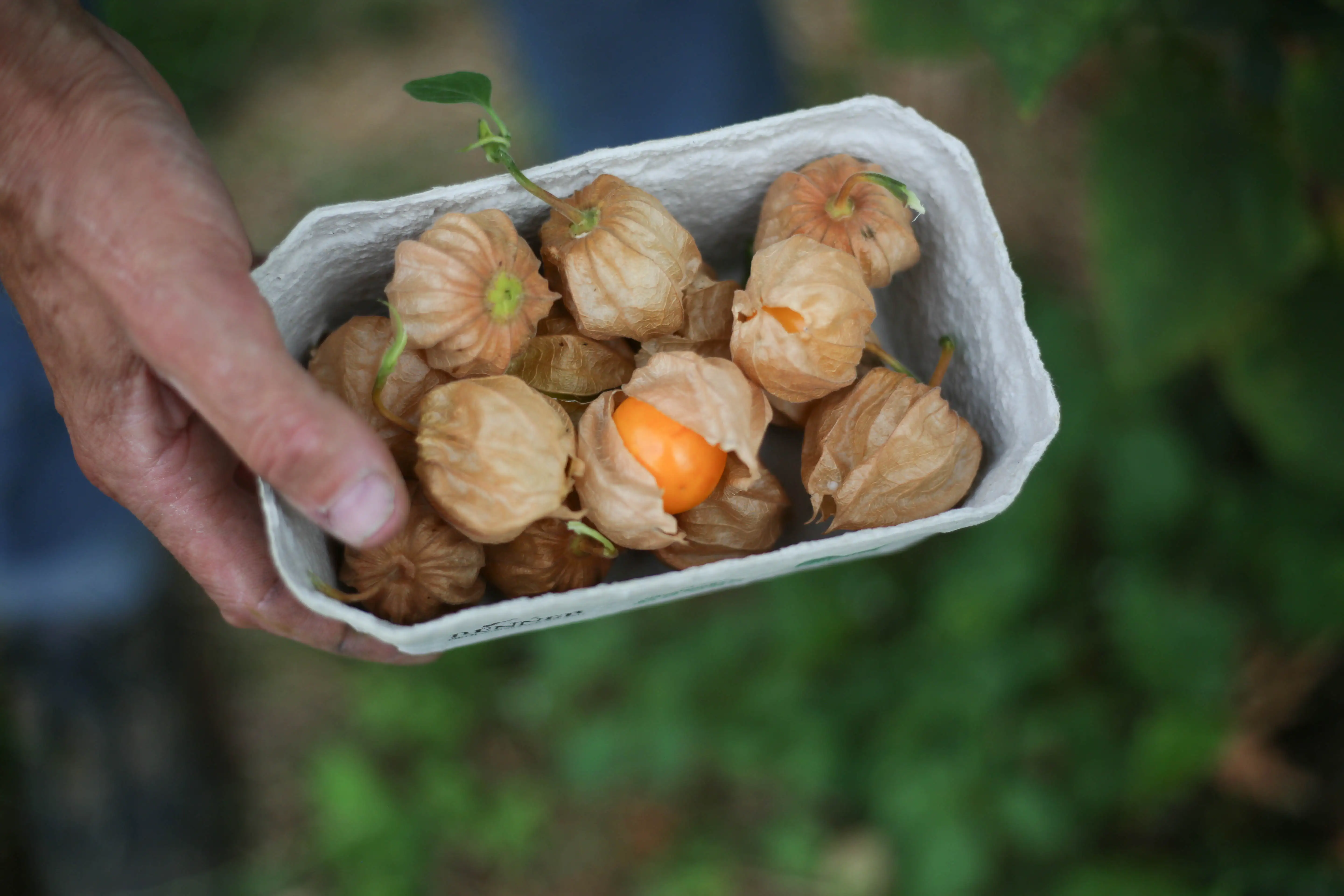 Frische Bio-Physalis 1kg – Bild 4