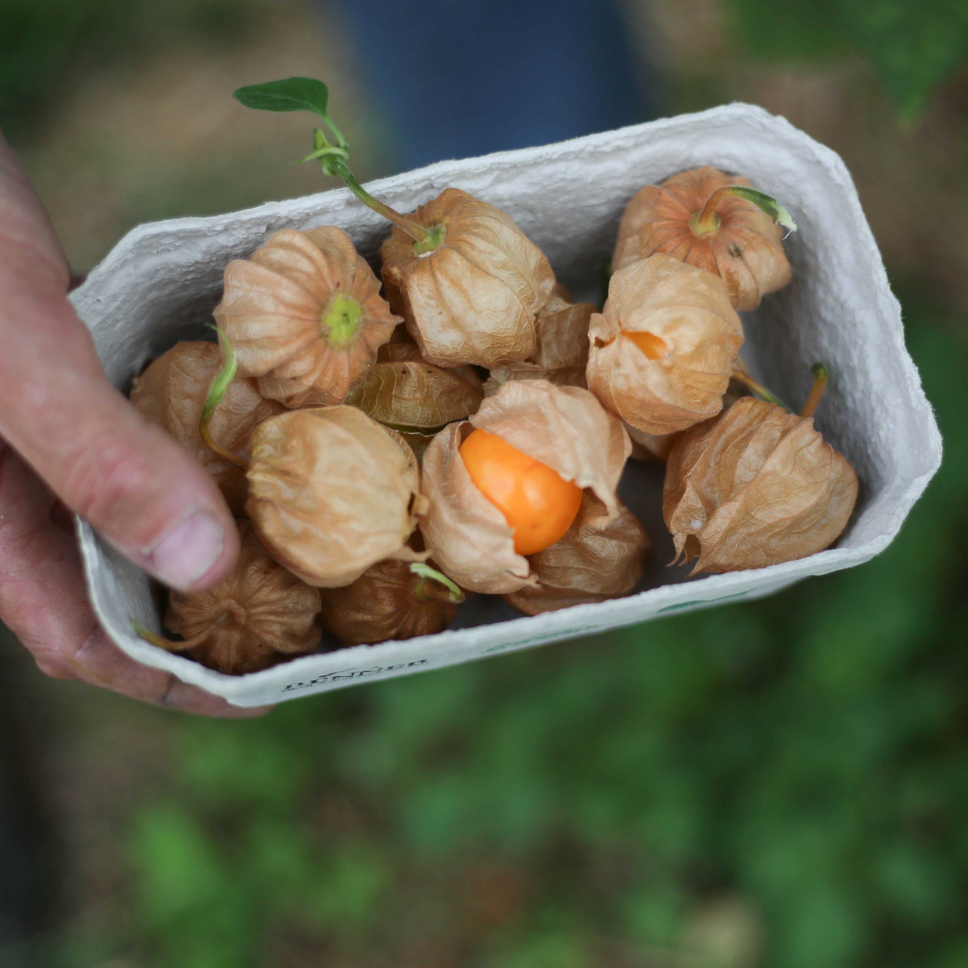 Frische Bio-Physalis 1kg